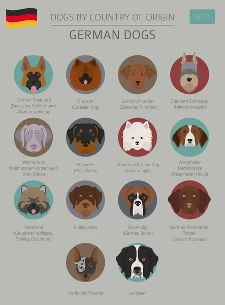 Perros por país de origen. Razas de perros alemanes. Infografía templa — Vector de stock