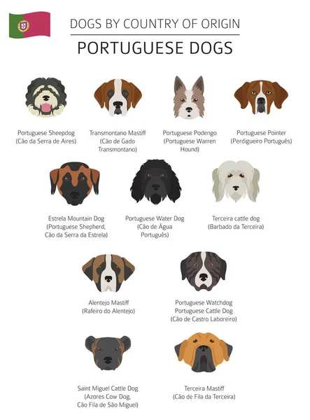 Perros por país de origen. Razas de perros portugueses. Infografía — Vector de stock