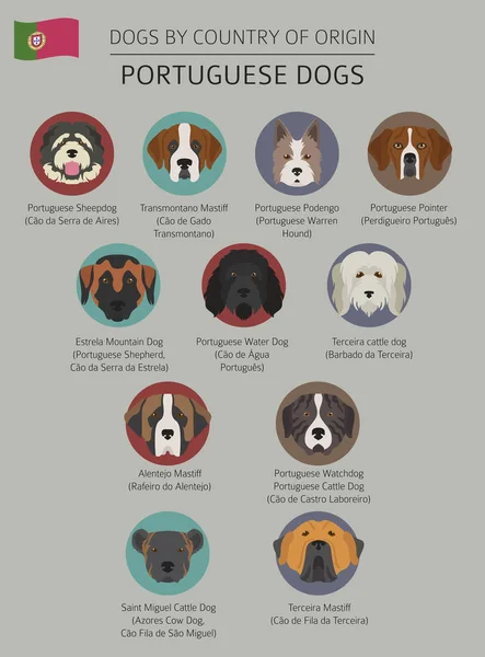 Perros por país de origen. Razas de perros portugueses. Infografía — Vector de stock