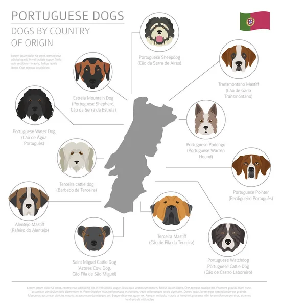 Σκυλιά ανά χώρα καταγωγής. Πορτογαλικά dog φυλών. Infographic te — Διανυσματικό Αρχείο
