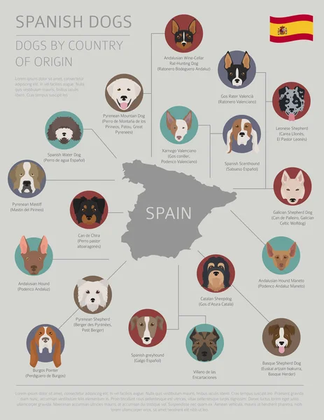 Собаки по странам происхождения. Испанские породы собак. Инфографический темпль — стоковый вектор