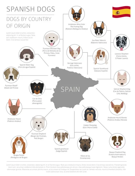 Собаки по странам происхождения. Испанские породы собак. Инфографический темпль — стоковый вектор
