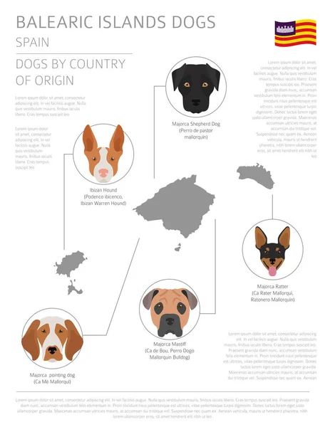 Собаки по странам происхождения. В Испании. Балеарские острова породы собак. I — стоковый вектор