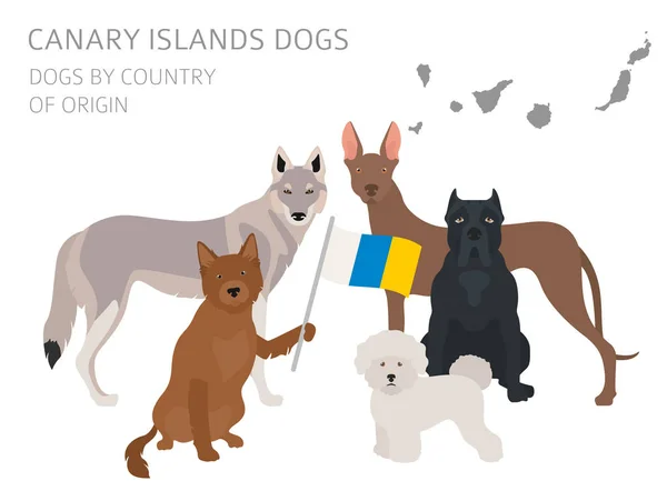 Σκυλιά ανά χώρα καταγωγής. Ισπανία. Κανάριοι Νήσοι dog φυλών. INF — Διανυσματικό Αρχείο