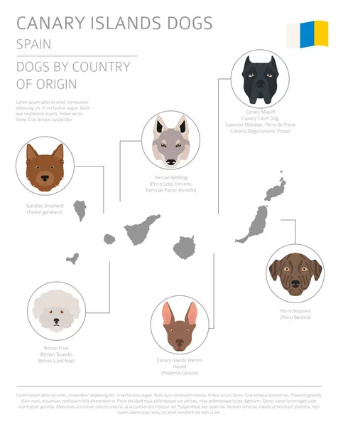 Cães por país de origem. Espanha. Canárias raças de cães das ilhas. Inf — Vetor de Stock