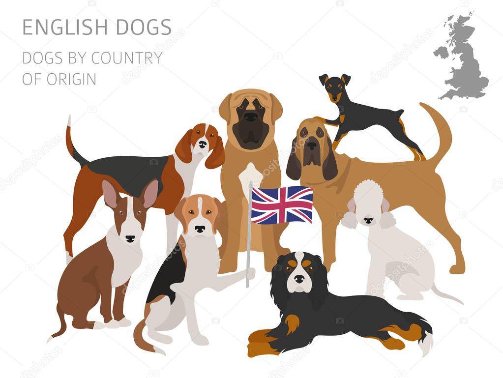 Dogs by country of origin. English dog breeds. Infographic templ