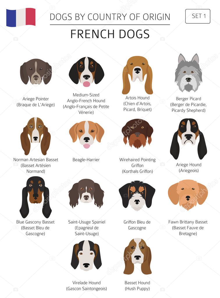 Dogs by country of origin. French dog breeds. Infographic templa