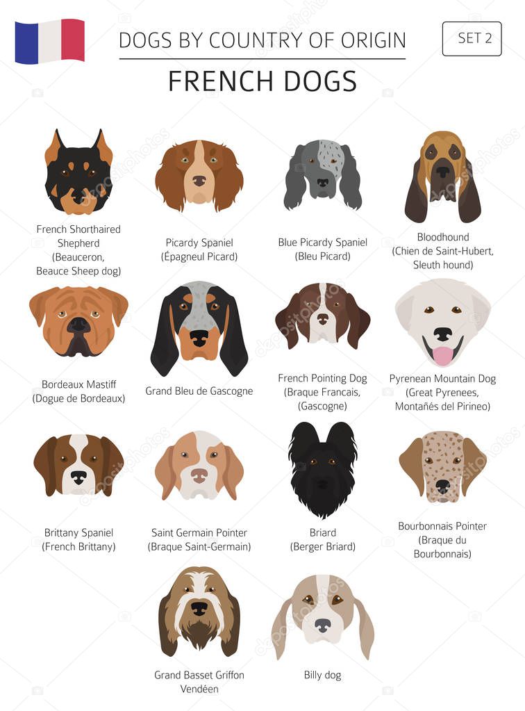 Dogs by country of origin. French dog breeds. Infographic templa