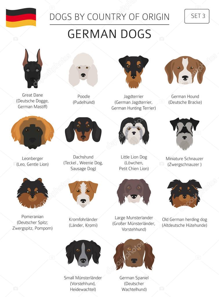 Dogs by country of origin. German dog breeds. Infographic templa