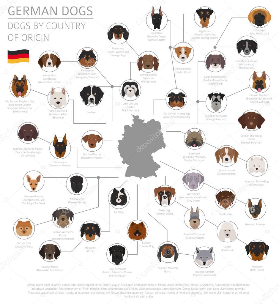 Dogs by country of origin. German dog breeds. Infographic templa