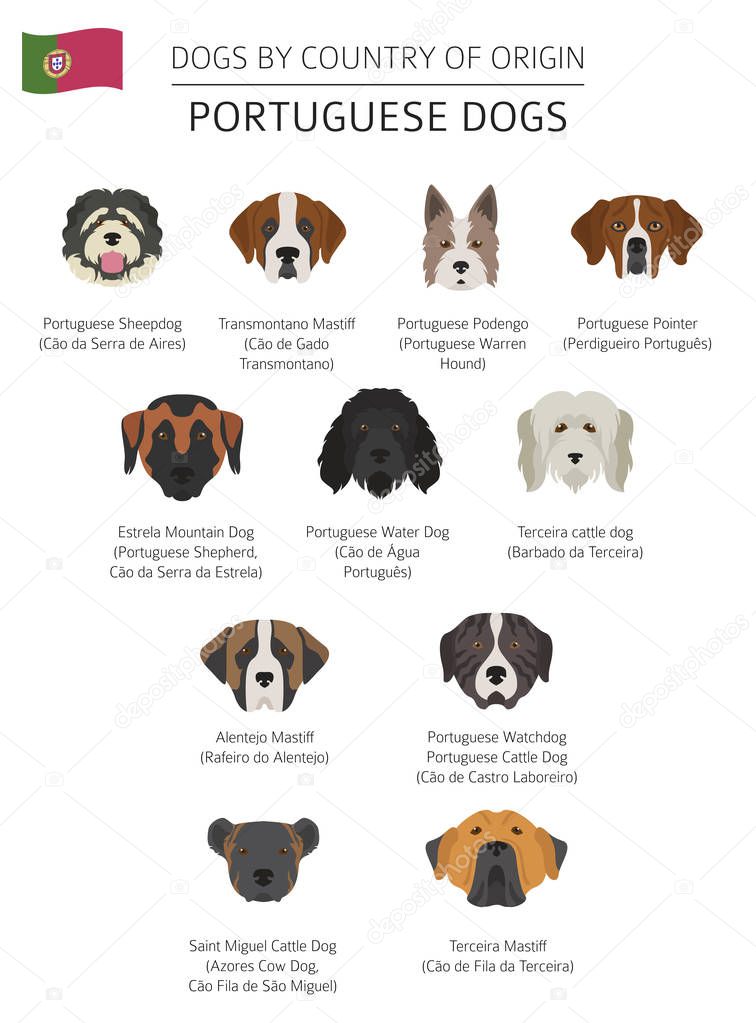 Dogs by country of origin. Portuguese dog breeds. Infographic te