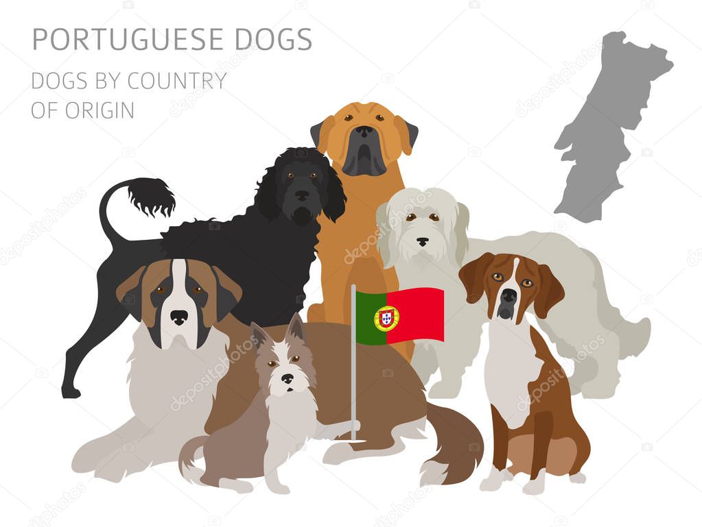 Dogs by country of origin. Portuguese dog breeds. Infographic te