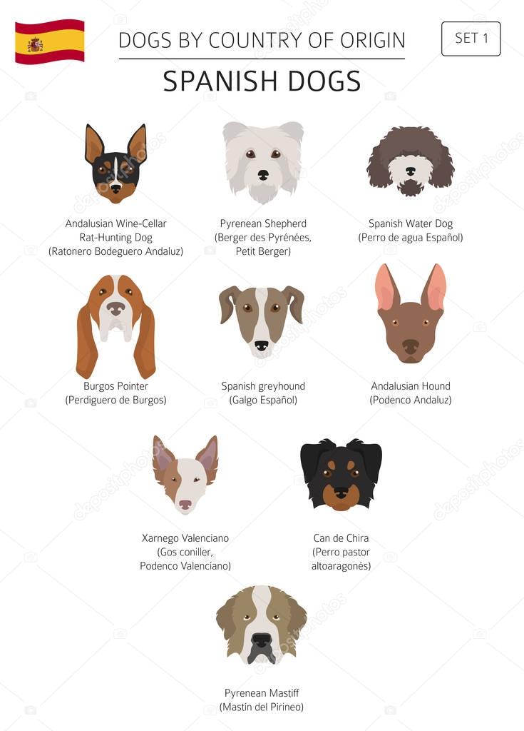Dogs by country of origin. Spanish dog breeds. Infographic templ