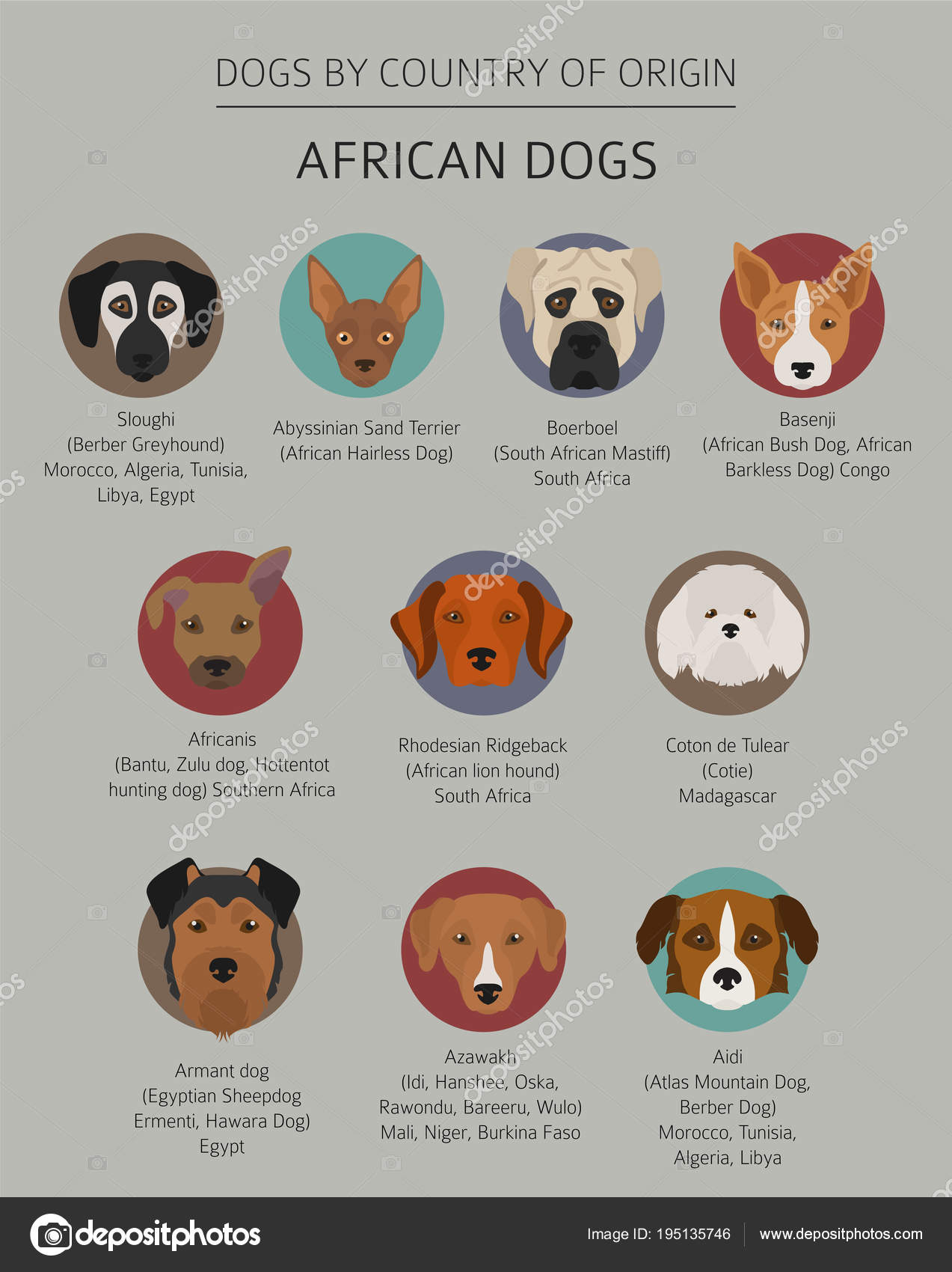 Chiens Par Pays Dorigine Races Africaines Infographie