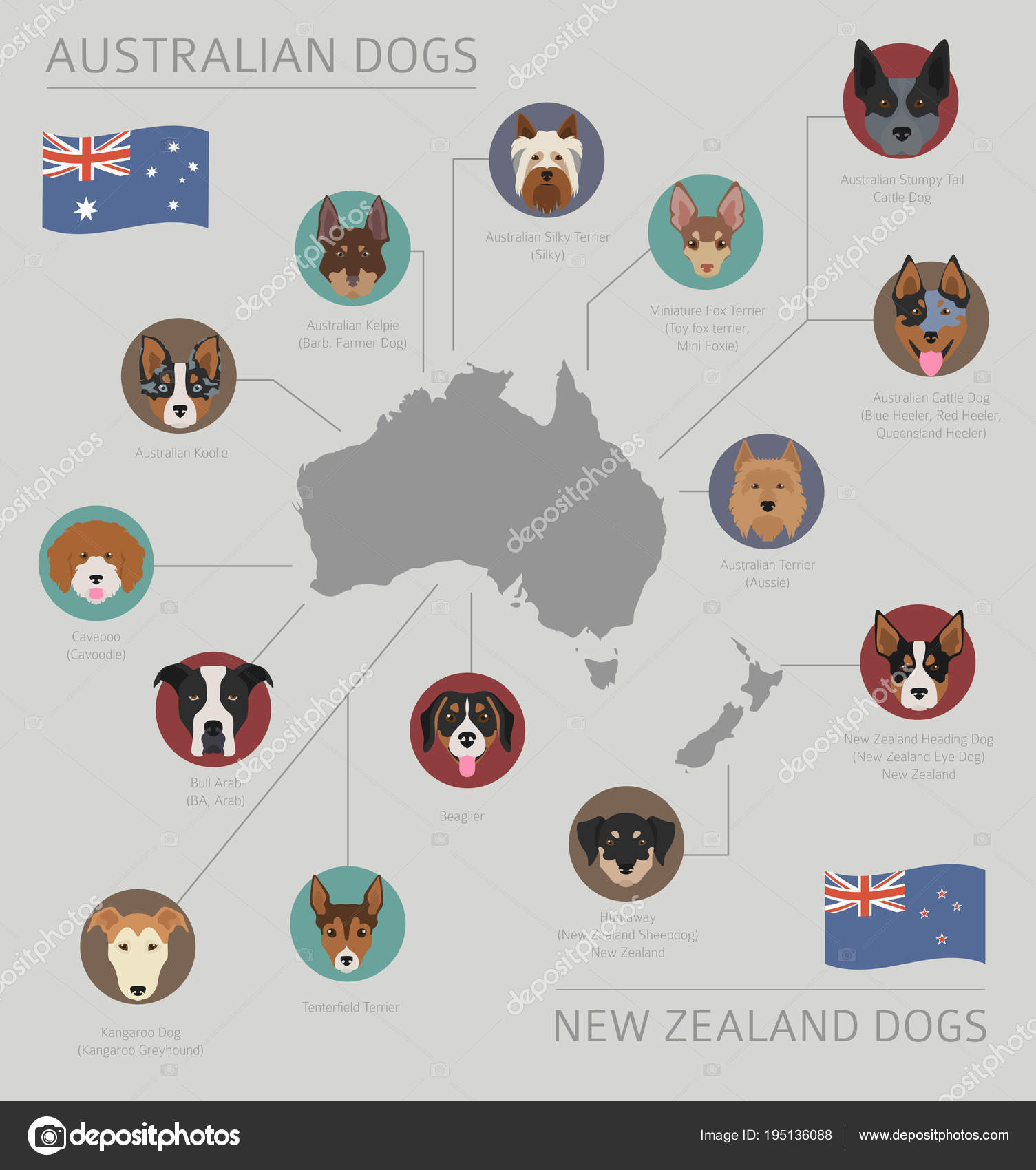 Chiens Par Pays Dorigine Races De Chien Australien Néo