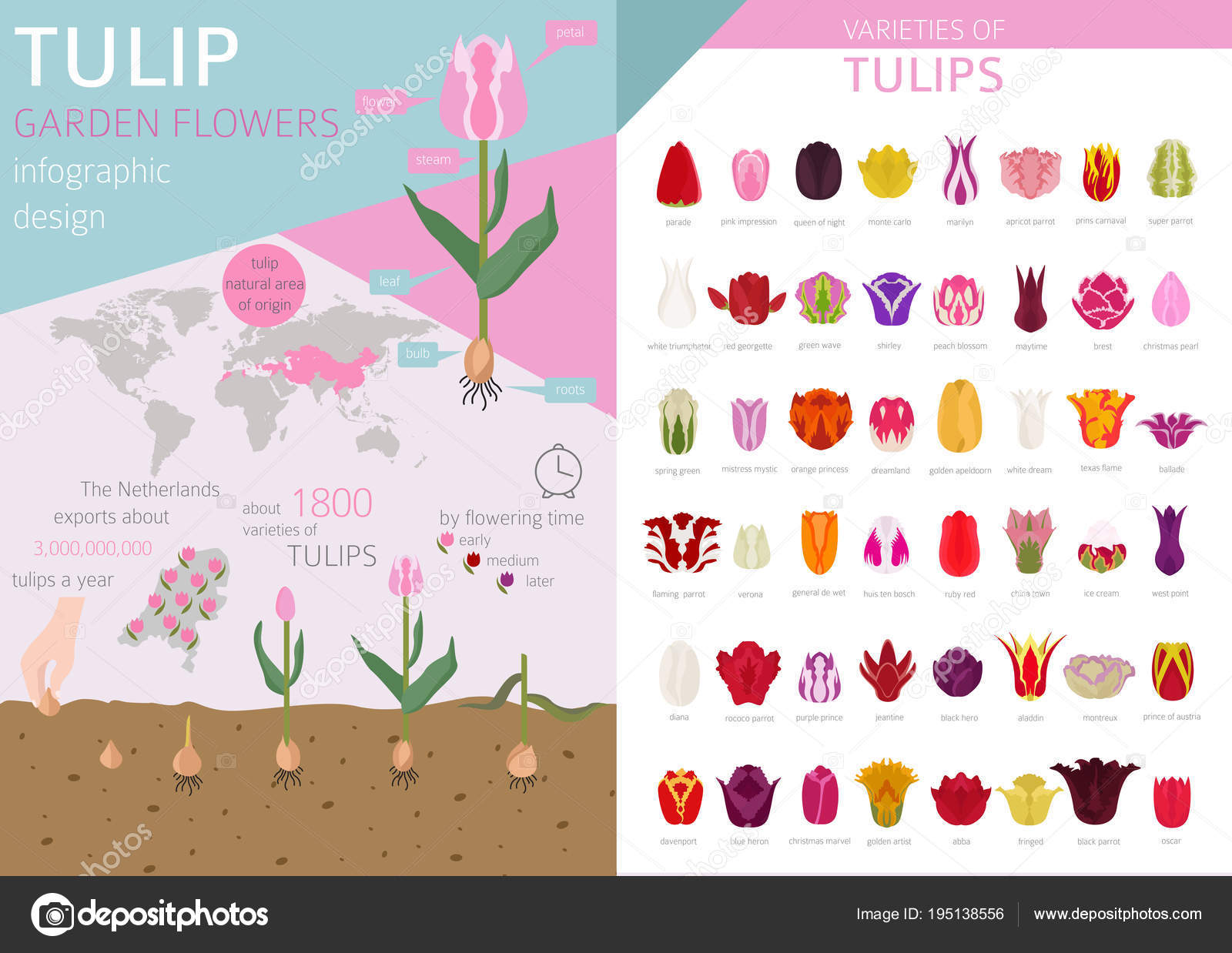 Tulip Varieties Flat Icon Set Garden Flower And House Plants In Stock Vector C A7880s 195138556