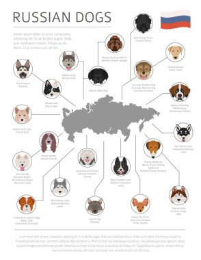 Ülke-in başlangıç köpekler. Rus köpek ırkları. Infographic depo
