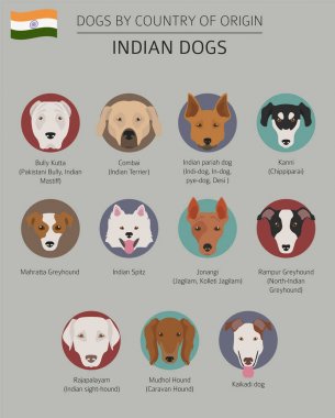 Ülke-in başlangıç köpekler. Hint köpek ırkları. Infographic templa