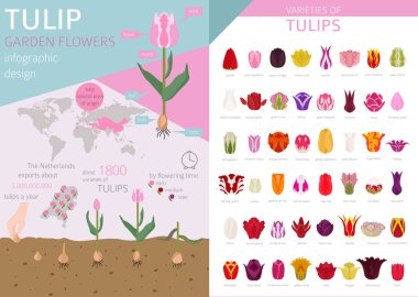 Lale Çeşitleri Düz Icon set. Ev ve Bahçe çiçek bitkiler