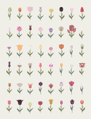 Tulip varieties flat icon set. Garden flower and house plants in clipart