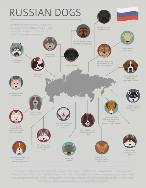 Cani per paese di origine. Razze di cani russi. Templ infografica — Vettoriale Stock