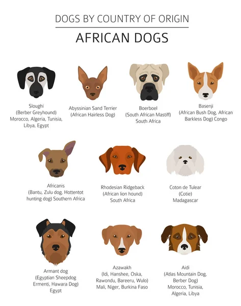 Cães por país de origem. Raças de cães africanos. Infográfico templ —  Vetores de Stock