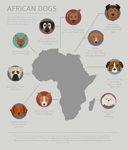 근원의 국가 의해 강아지입니다. 아프리카 개 품종입니다. Infographic templ — 스톡 벡터