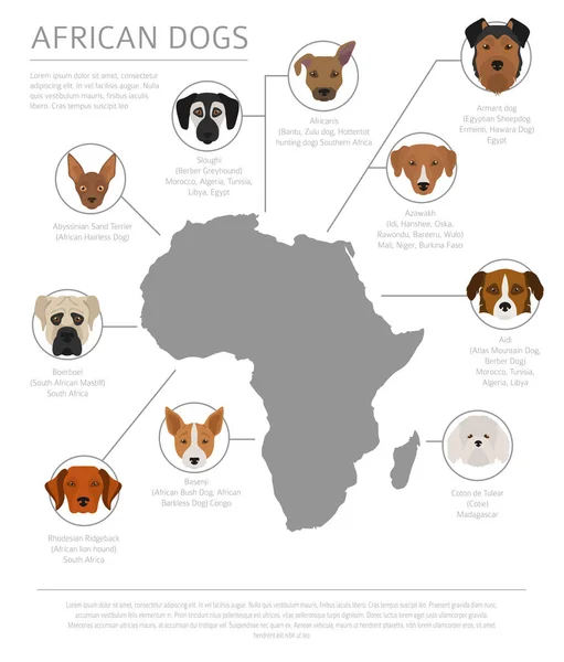 Dogs by country of origin. African dog breeds. Infographic templ — Stock Vector