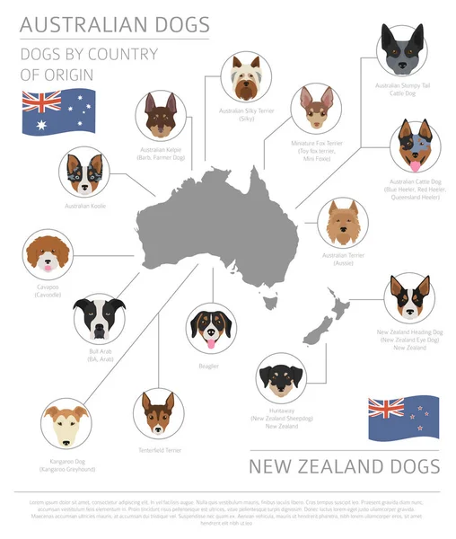 Dogs by country of origin. Australian dog breeds, New Zealand do — Stock Vector