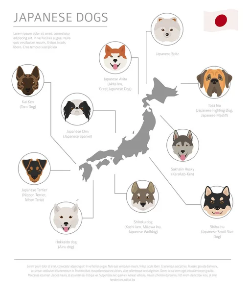 Dogs by country of origin. Japanese dog breeds. Infographic temp — Stock Vector