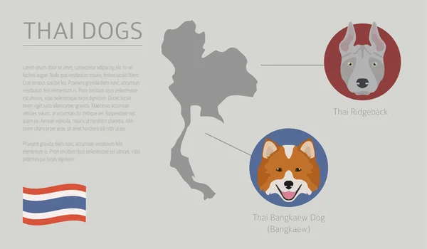 근원의 국가 의해 강아지입니다. 태국 개 품종. Infographic 서식 파일 — 스톡 벡터