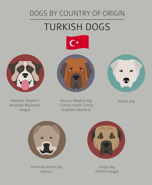 Dogs by country of origin. Turkish dog breeds. Infographic templ — Stock Vector