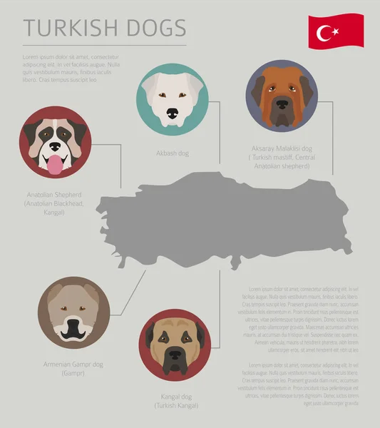 Dogs by country of origin. Turkish dog breeds. Infographic templ — Stock Vector