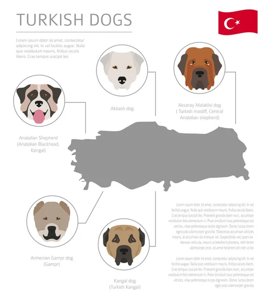 Dogs by country of origin. Turkish dog breeds. Infographic templ — Stock Vector