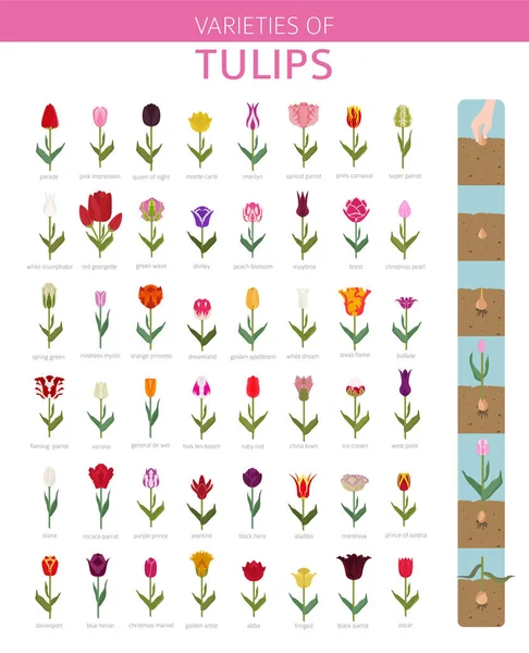 Tulip rassen platte pictogramserie. Tuin bloem en huis planten in — Stockvector