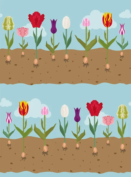 Tulip varieties flat seamless pattern. Garden flower and house p — Stock Vector