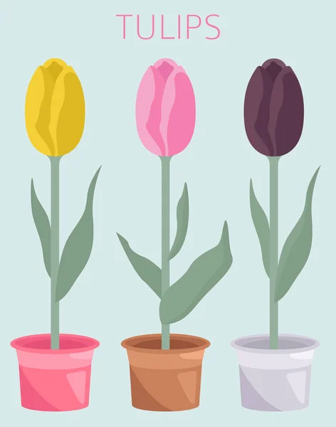 Tulip varieties flat icon set. Garden flower and house plants in — Stock Vector