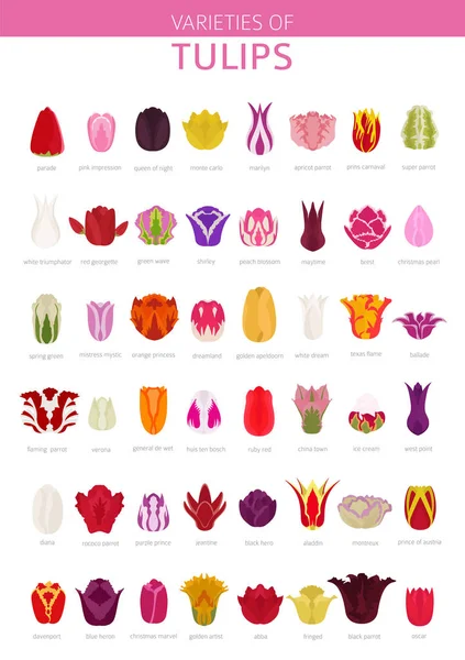 Set de iconos planos de variedades de tulipán. Flores de jardín y plantas de la casa en — Vector de stock