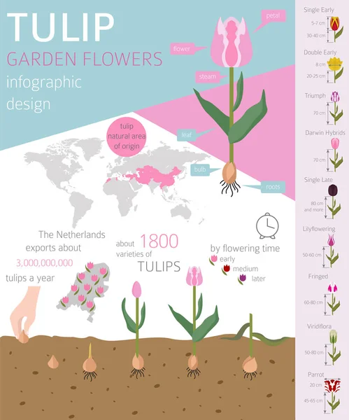 Tulip rassen platte pictogramserie. Tuin bloem en huis planten in — Stockvector