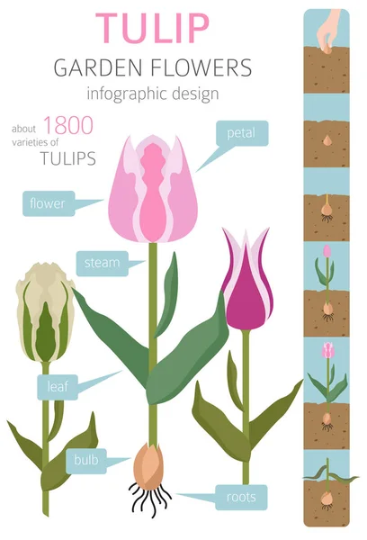Set di icone piatte delle varietà di tulipano. Giardino di fiori e piante da casa in — Vettoriale Stock
