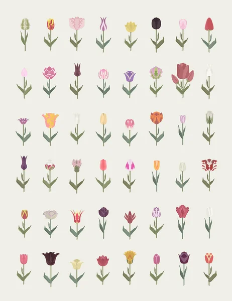 Tulip varieties flat icon set. Garden flower and house plants in — Stock Vector