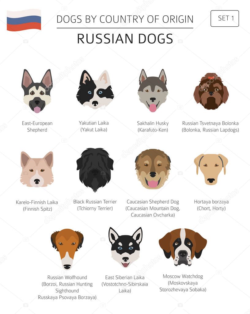 Dogs by country of origin. Russian dog breeds. Infographic templ