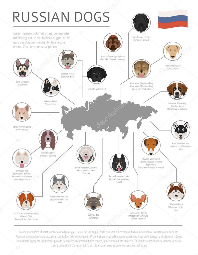 Dogs by country of origin. Russian dog breeds. Infographic templ