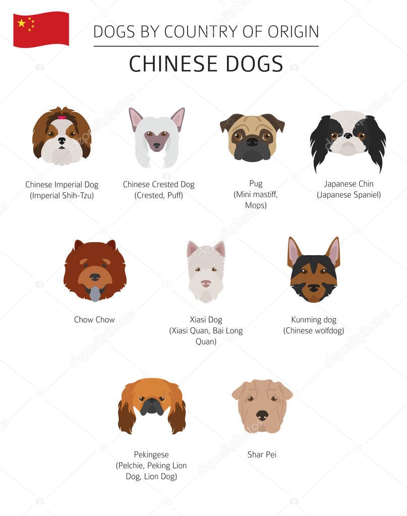 Dogs by country of origin. Chinese dog breeds. Infographic templ