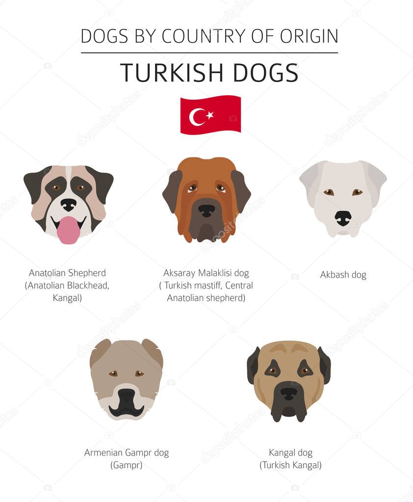 Dogs by country of origin. Turkish dog breeds. Infographic templ