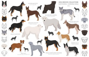 Çoban ve çoban köpekleri koleksiyonu beyaz izole. Düz sty