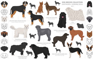 Shepherd and herding dogs collection isolated on white. Flat sty clipart