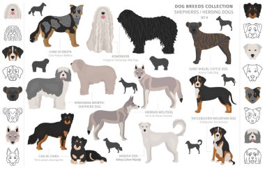 Shepherd and herding dogs collection isolated on white. Flat sty clipart