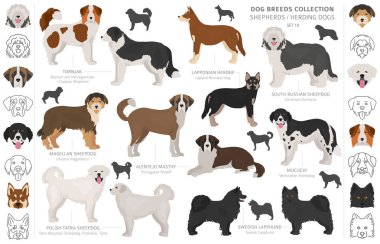 Çoban ve çoban köpekleri koleksiyonu beyaz izole. Düz sty