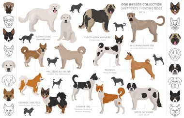Çoban ve çoban köpekleri koleksiyonu beyaz izole. Düz sty